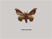 藏品(波花蠶蛾)的圖片